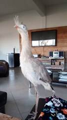 Siriema Sissi the Bird Sings When Owner Asks