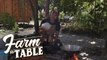 Farm to Table: Pinangat na karpa at tilapia sa buro ng mangga recipe