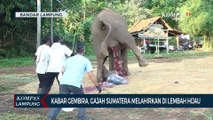 Kabar Gembira, Gajah Sumatera di Lembah Hijau Melahirkan