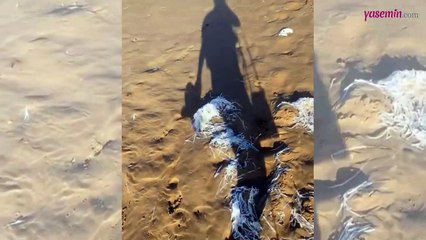 Yasemin Kay Allen Kilyos Sahili'nin halini görünce İBB'ye öfke kustu...