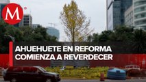 CdMx ampliará glorieta del ahuehuete en Reforma; tendrá zona peatonal