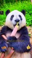 Wow So Beautiful Panda Snake Time | Cute Animals Yt