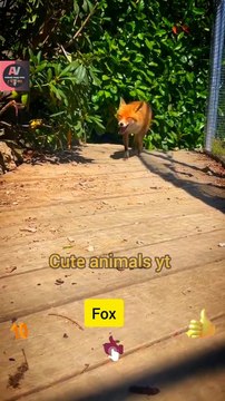 World Of Best Friendships | Animals & Humans Fox Animals Video 2022