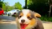 So Beautiful Cute Pie Little Baby Dogies Videos 2022 _ Cute Animals Video #shorts #animals #viral