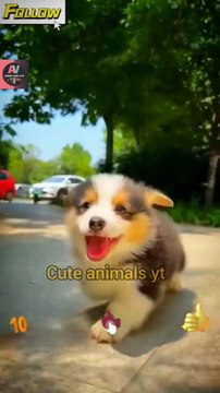 So Beautiful Cute Pie Little Baby Dogies Videos 2022 _ Cute Animals Video #shorts #animals #viral