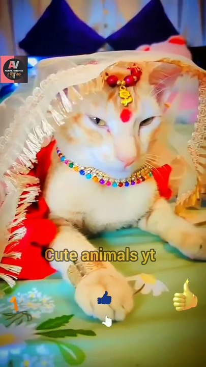 Cute Queen ♕ Cat Animal Videos 2022  | Cute Animals Video #shorts #animals #viral #video #shortsfeed