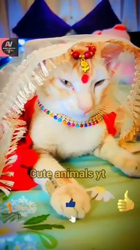 Cute Queen ♕ Cat Animal Videos 2022 | Cute Animals Video #shorts #animals #viral #video #shortsfeed