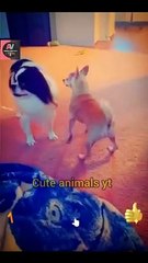 So Cute Pie Funny Two Dogies Video _ Funny Animals Video #shorts #animals #viral #video #animal