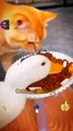 Duck And Cat Best Food Eating Videos 2022 | Cute Animals Video Clip