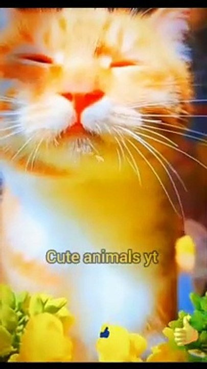 Wow So Lovely Cat Videos _ Cute Animal Videos #shorts #animals #viral #viral #shortsfeed #video