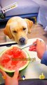 Funny Dog And Human Eating Watermelon _ Cute Animals Video #shorts #animals #viral #shortsvideo