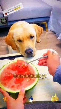Funny Dog And Human Eating Watermelon _ Cute Animals Video #shorts #animals #viral #shortsvideo