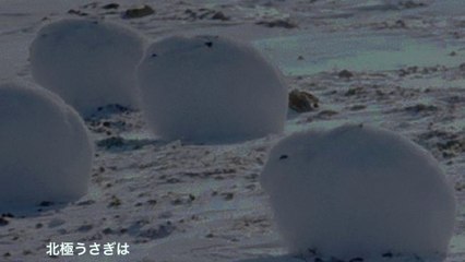 北極にはかわいらしい北極うさぎがいます！面白い雑学