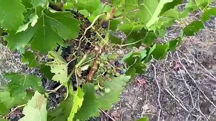 Los daños ocasionados por el jabalí en los viñedos del Bierzo