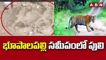 భూపాలపల్లి సమీపం లో పులి సంచారం || Tiger roaming near Bhupalapalli || ABN Telugu