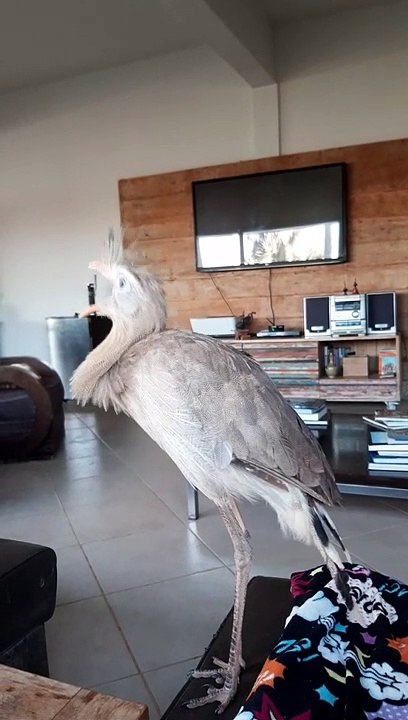 Siriema Sissi the Bird Sings When Owner Asks