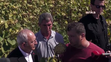 Ayçiçeği üreticisinden Kılıçdaroğlu’na: Lütfen kurtarın bizi