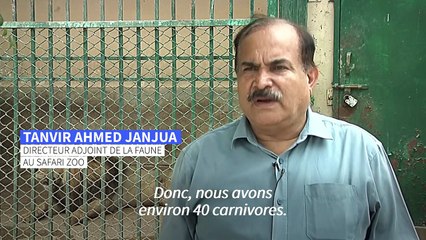 Pakistan : une vente aux enchère de lions controversée