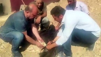 Kaçak avcılardan kurtarılan ceylan doğaya bırakıldı