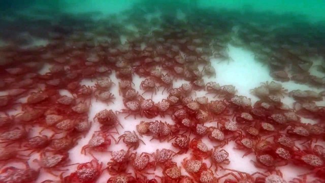 The scale of the mass spider crab gathering in South West Cornwall, , credit Katie Maggs