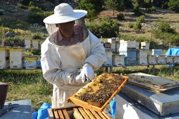 Balda son 23 yılın en yüksek rekolte beklentisi