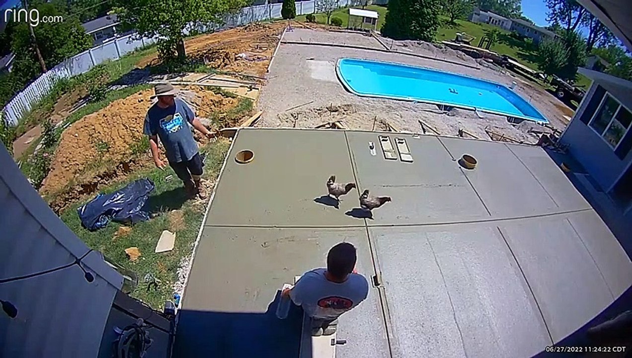 Backyard Chickens Ruin Wet Concrete