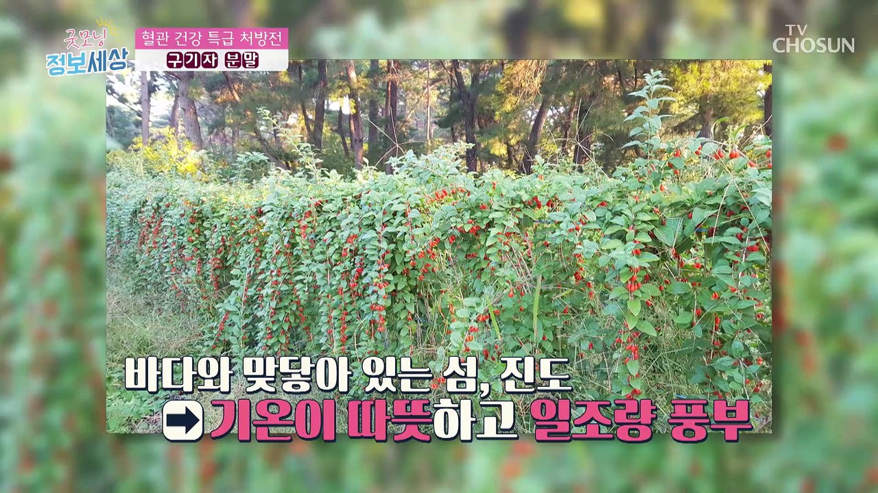 혈관 건강에 도움을 주는 『 진도산 구기자 분말 』 TV CHOSUN 220809 방송