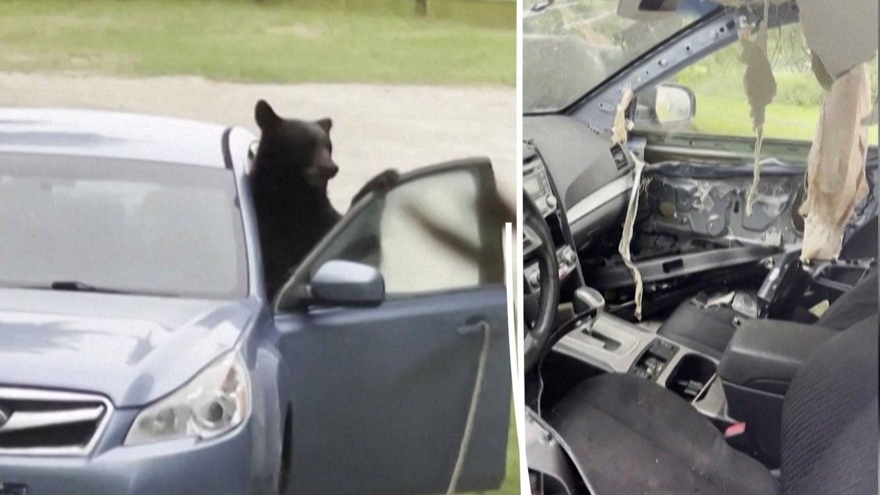 Plafond arraché, tableau de bord mâchouillé : un ours passe la nuit dans une voiture aux États-Unis