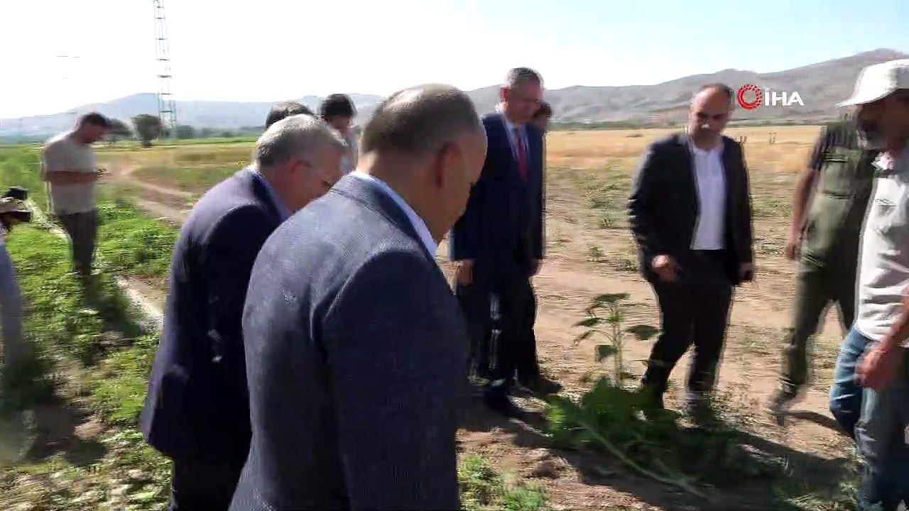 Tüm dünyanın umudu! Türk bilim adamları tarafından geliştirildi, ilk hasat bugün yapıldı