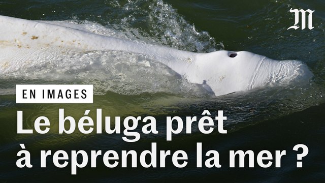 Le béluga dans la Seine est encore trop « fragile » pour son transport