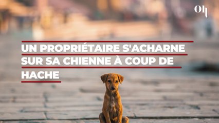 Un propriétaire s'acharne sur sa chienne à coup de hache, scène d'horreur à Toulouse