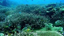 Amazing Scuba Diving Video