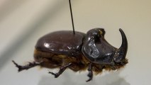 Antalya’daki ‘böcek müzesi’ 530 türe ev sahipliği yapıyor