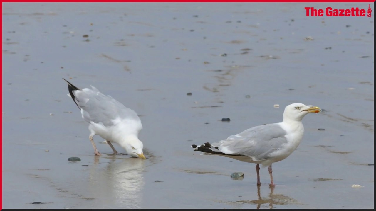 Blackpool Gazette news update 09 August 2022: Blackpool burglar jailed after he is caught on CCTV being attacked by angry seagulls