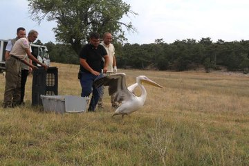 YARALI PELİKAN VE ŞAHİN, TEDAVİ SONRASI DOĞAYA SALINDI