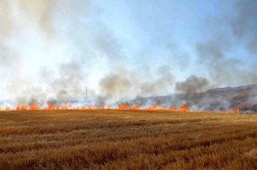 Siirt haber! Siirt'te çiftçilere ve piknikçilere anız uyarısı