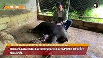 Nicaragua: dan la bienvenida a tapires recién nacidos