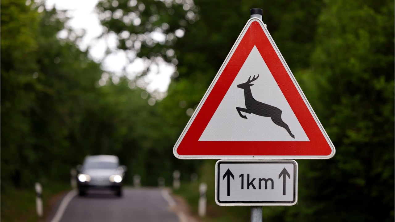 Weiterfahren oder abschleppen? auto nach wildunfall checken