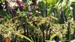 Caracas | Comunidad organizada fortalecen el cultivo de plantas ornamentales en el Vivero Mamapancha
