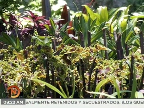 Caracas | Comunidad organizada fortalecen el cultivo de plantas ornamentales en el Vivero Mamapancha