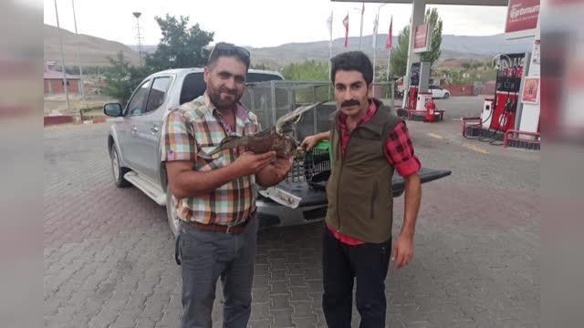Iğdır haberi... IĞDIR -Tedavisi tamamlanan yeşilbaş ördek doğal ortamına bırakıldı