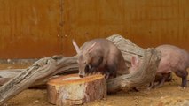 Whipsnade zoo welcomes aardvarks for the first time in its 90-year history