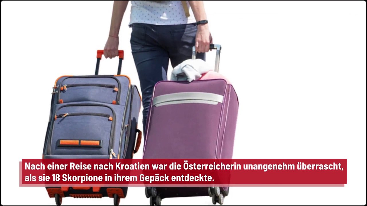 Rückkehr von Reise: 18 Skorpione im Koffer