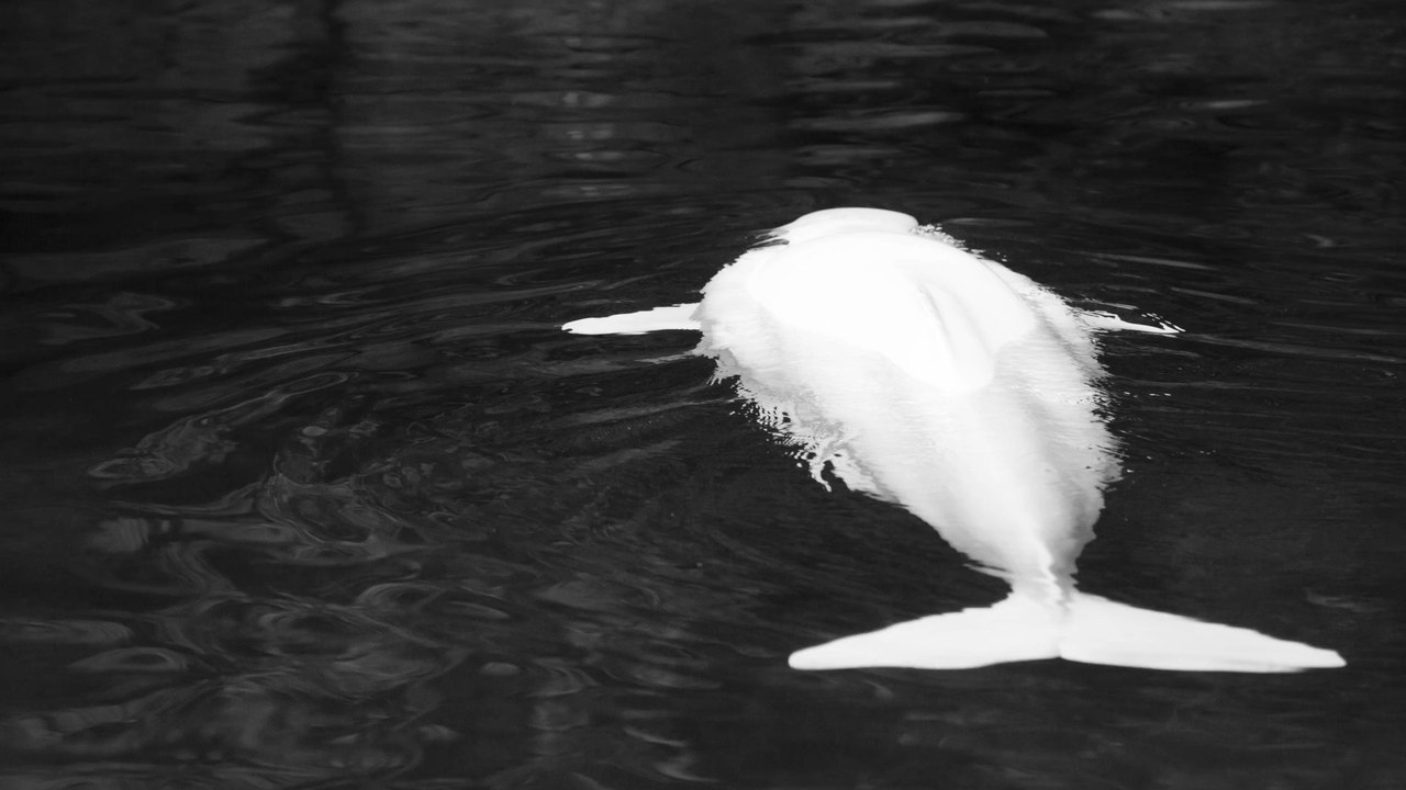 Verirrter belugawal muss wohl "von hand" aus der seine gezogen werden