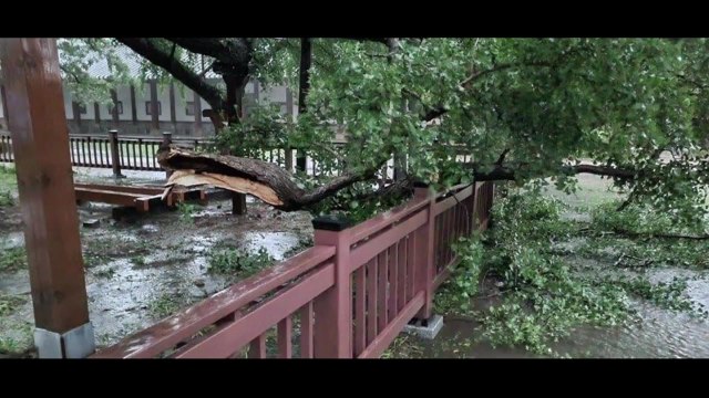 성균관 은행나무 부러지고 왕릉 토사 유실...문화재도 피해 / YTN