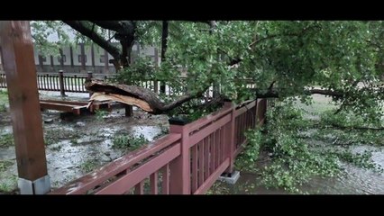 성균관 은행나무 부러지고 왕릉 토사 유실...문화재도 피해 / YTN