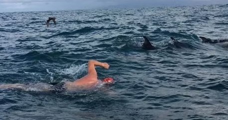 Nouvelle-Zélande : des dauphins protègent un nageur d'une attaque de requin