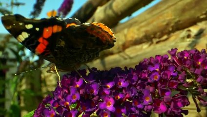 Sleeping Music, Relaxing Music, Study Music, Meditation Music, Yoga Music, Spa Music, Insomnia