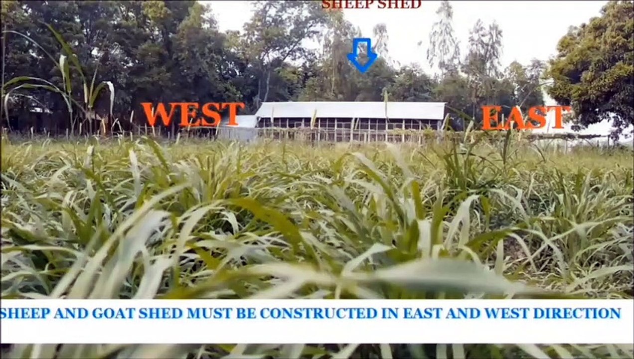 LEARN GOAT FARMING-HOW TO CONSTRUCT SHED- _بھیڑ اور بکری کاروبار PART-30