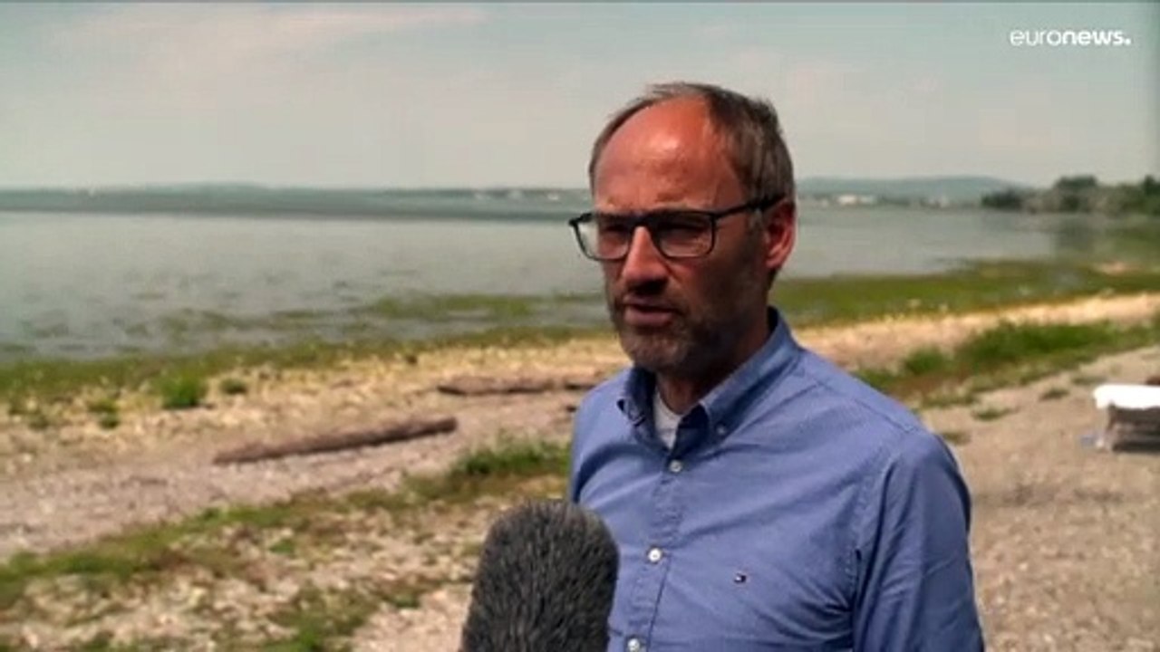 „Grüner Bodensee“: Stinkende Algenteppiche verscheuchen Urlaubsgäste